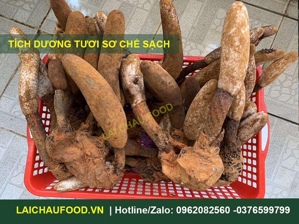 Nấm tích dương Tây Bắc giá tốt