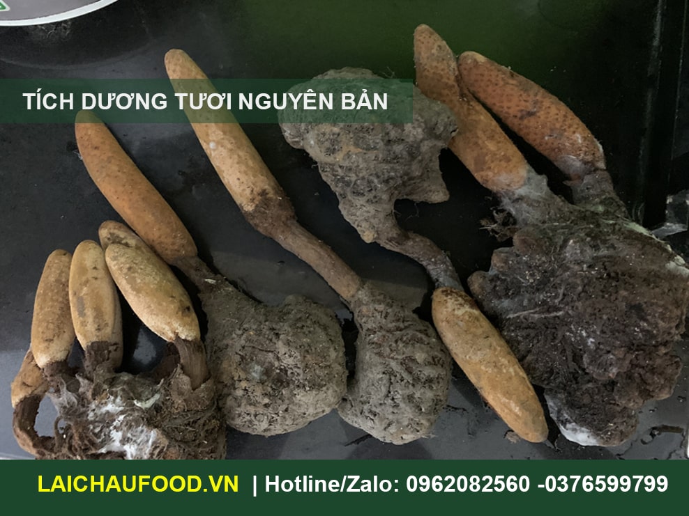 Nấm tích dương Tây Bắc