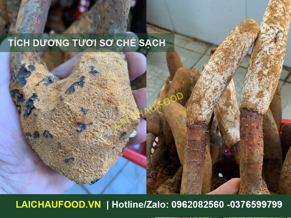 Nấm tích dương - đặc sản tây bắc