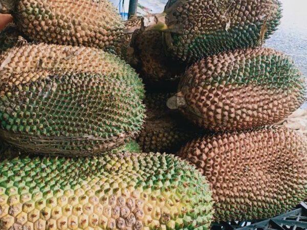 Dứa Dại Rừng Lai Châu Tây Bắc