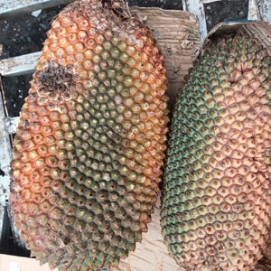 Dứa Dại Rừng Lai Châu Tây Bắc