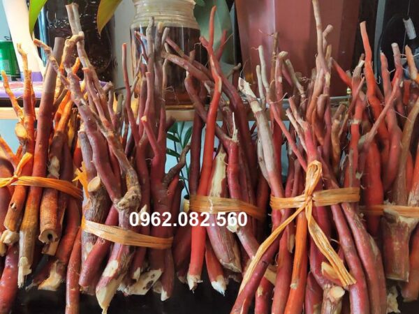 Sâm Cau Đỏ Tây Bắc - Thảo Mộc Tự Nhiên