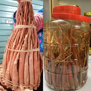 Sâm Cau Đỏ Tây Bắc – Thảo Mộc Tự Nhiên