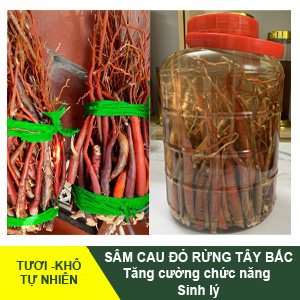 Sâm Cau Đỏ – Tăng Cường Sinh Lý