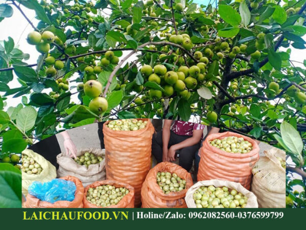 Táo Mèo Tây Bắc - Đặc Sản Tây Bắc