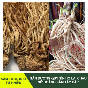 Sâm Đương Quy Sìn Hồ – Tăng Cường Sinh Lực