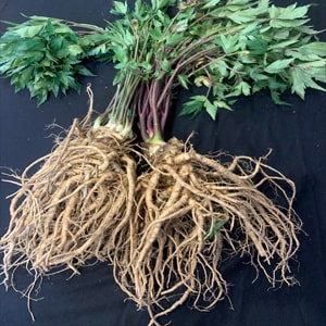 Thảo mộc sâm đương quy Lai Châu