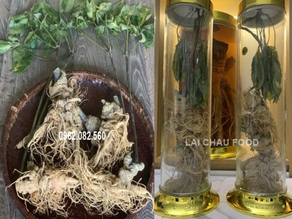 Củ tam Thất Bắc Tươi Tuyển Chọn