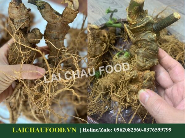 Củ tam Thất Bắc Tươi - Kim Bát Hoán