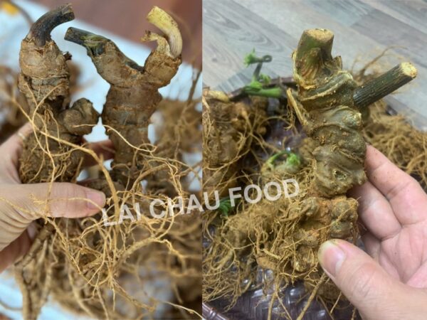 Củ tam Thất Bắc Tươi Tuyển Chọn