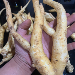 Đảng sâm Tây Bắc – Đặc sản sâm Việt Nam