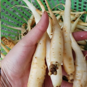 Đảng sâm Tây Bắc – Đặc sản sâm Việt Nam