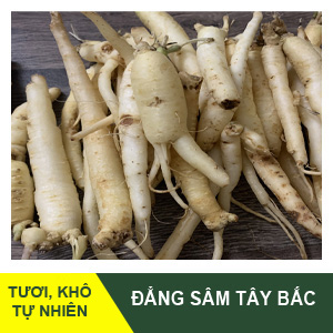 Đảng sâm Tây Bắc – Nhân Sâm Tây Bắc