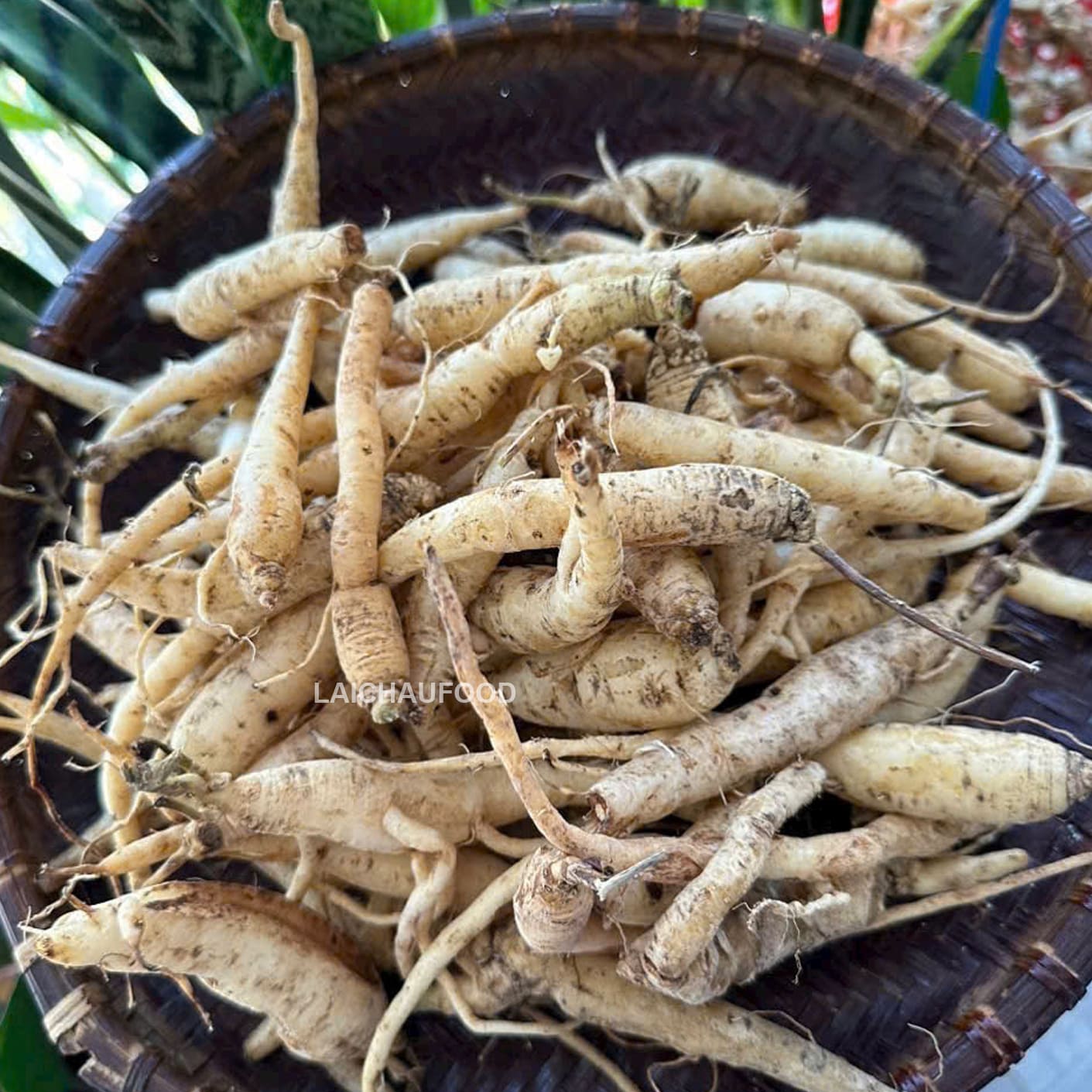 Đẳng sâm tươi Lai Châu