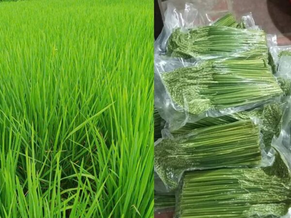 Đòng Đòng Nếp Nương Tây Bắc