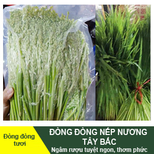 Đòng đòng nếp nương Tây Bắc