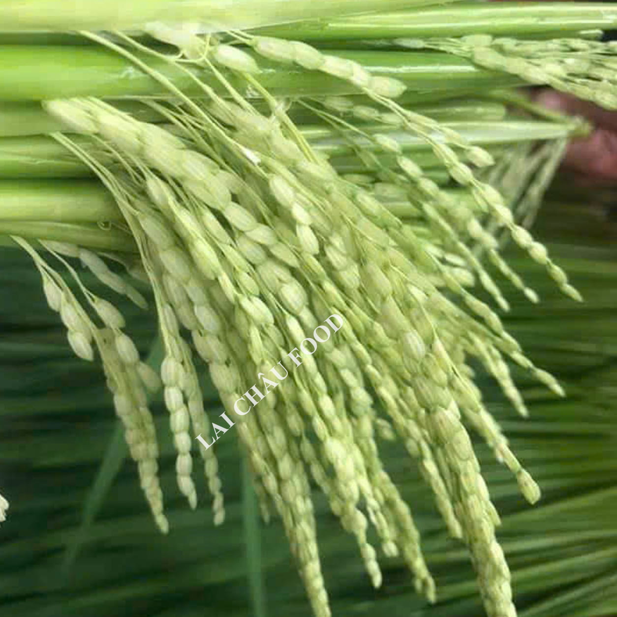 Đòng đòng nếp nương Tây Bắc