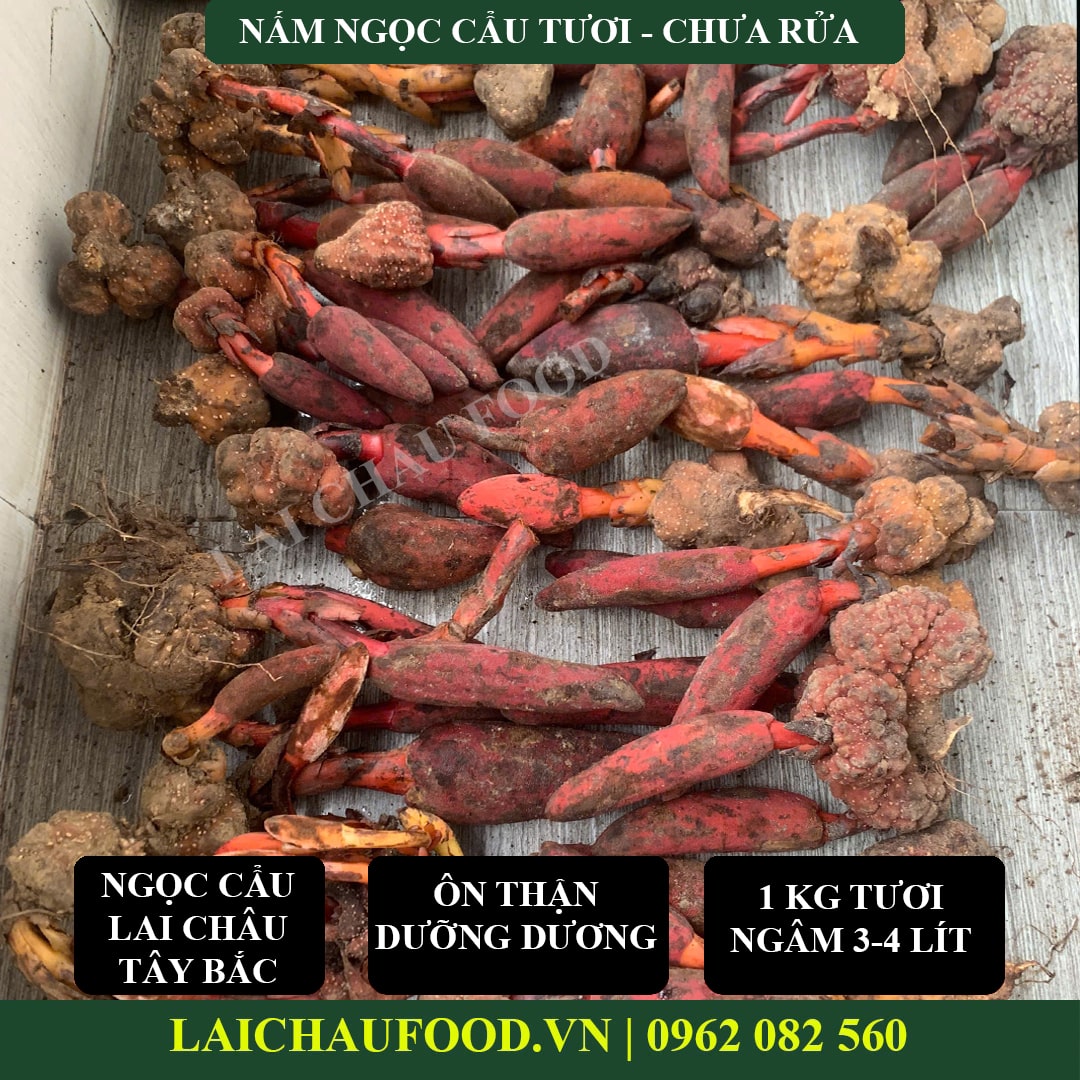 Nấm ngọc cẩu Tây Bắc - Thảo mộc ôn dương