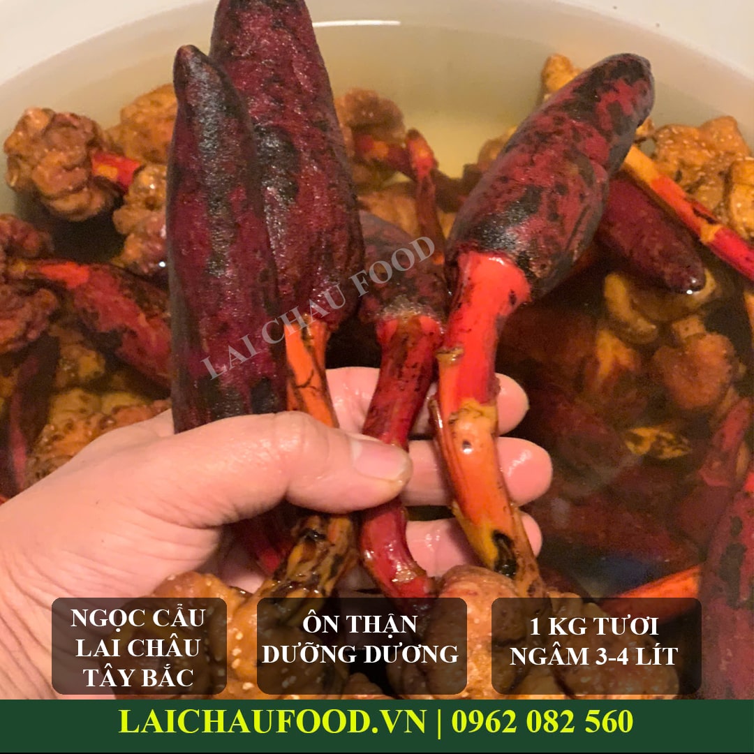 Nấm ngọc cẩu Tây Bắc - Thảo mộc ôn dương