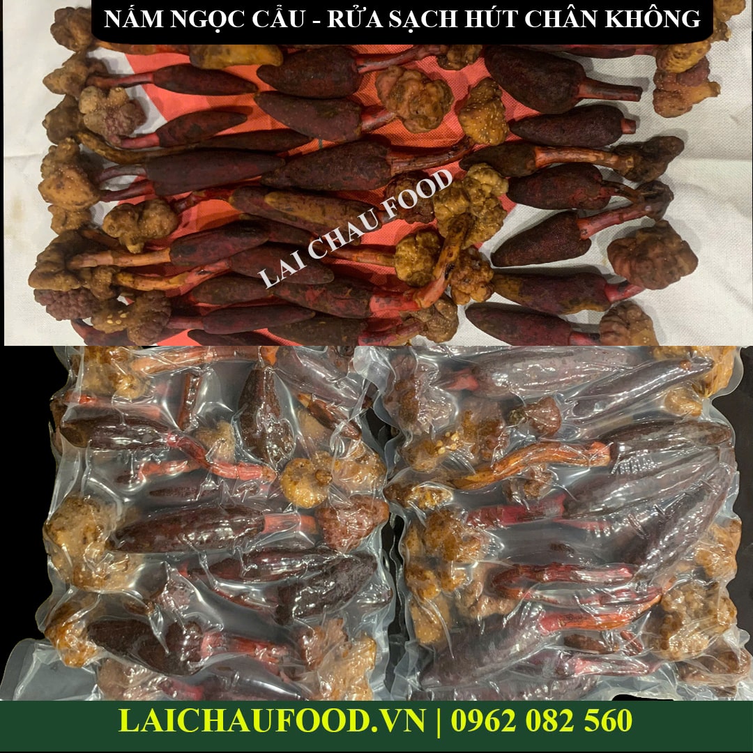 Nấm ngọc cẩu Tây Bắc - Thảo mộc ôn dương