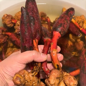 Nấm ngọc cẩu Tây Bắc - Thảo mộc ôn dương