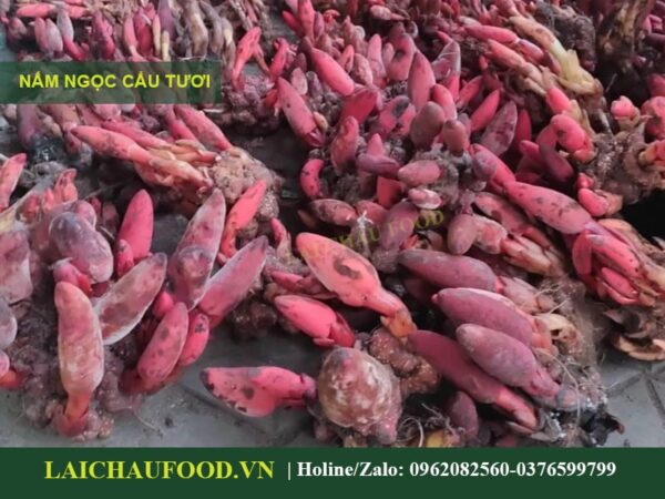 Nấm Ngọc Cẩu Tây Bắc - Tinh Hoa Núi Rừng