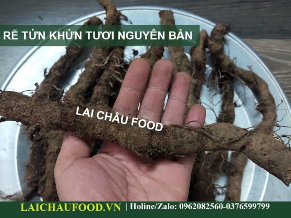 Rễ Tứn Khửn Tây Bắc - Thảo Mộc Tự Nhiên