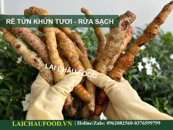Rễ Tứn Khửn Tây Bắc - Thảo Mộc Tự Nhiên