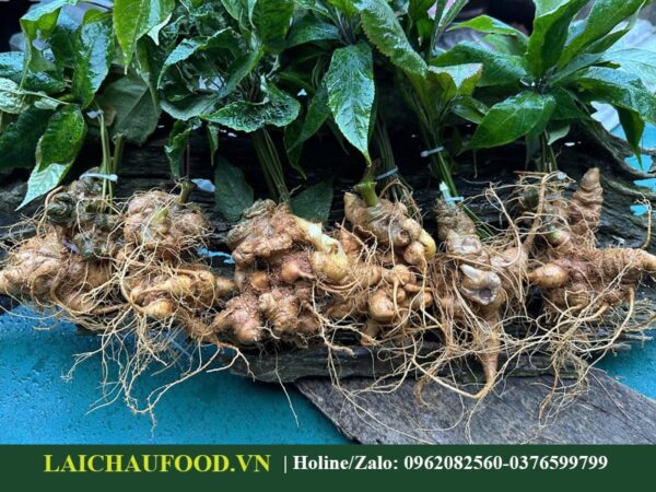 Đặc Sản Sâm Lai Châu Việt Nam - Sâm Quý Thế Giới