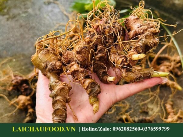 Đặc Sản Sâm Lai Châu Việt Nam - Sâm Quý Thế Giới