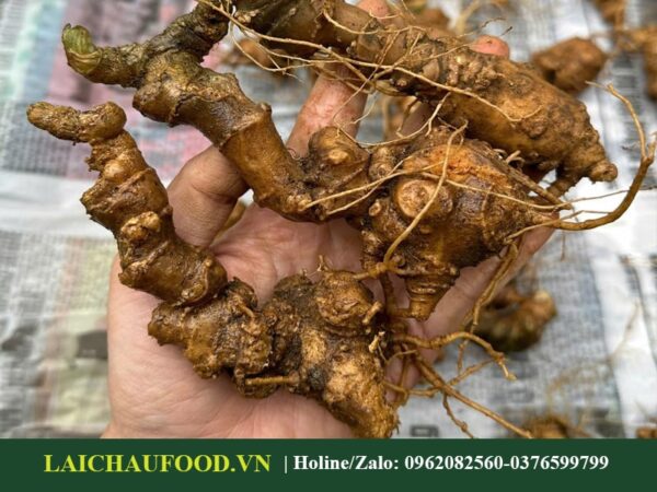 Đặc Sản Sâm Lai Châu Việt Nam - Sâm Quý Thế Giới
