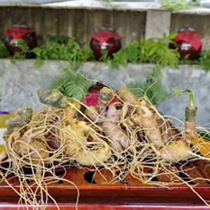Sâm Lai Châu Việt Nam (Lai Châu Panax)