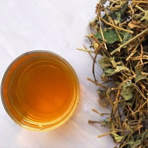 Cà gai leo Tây Bắc