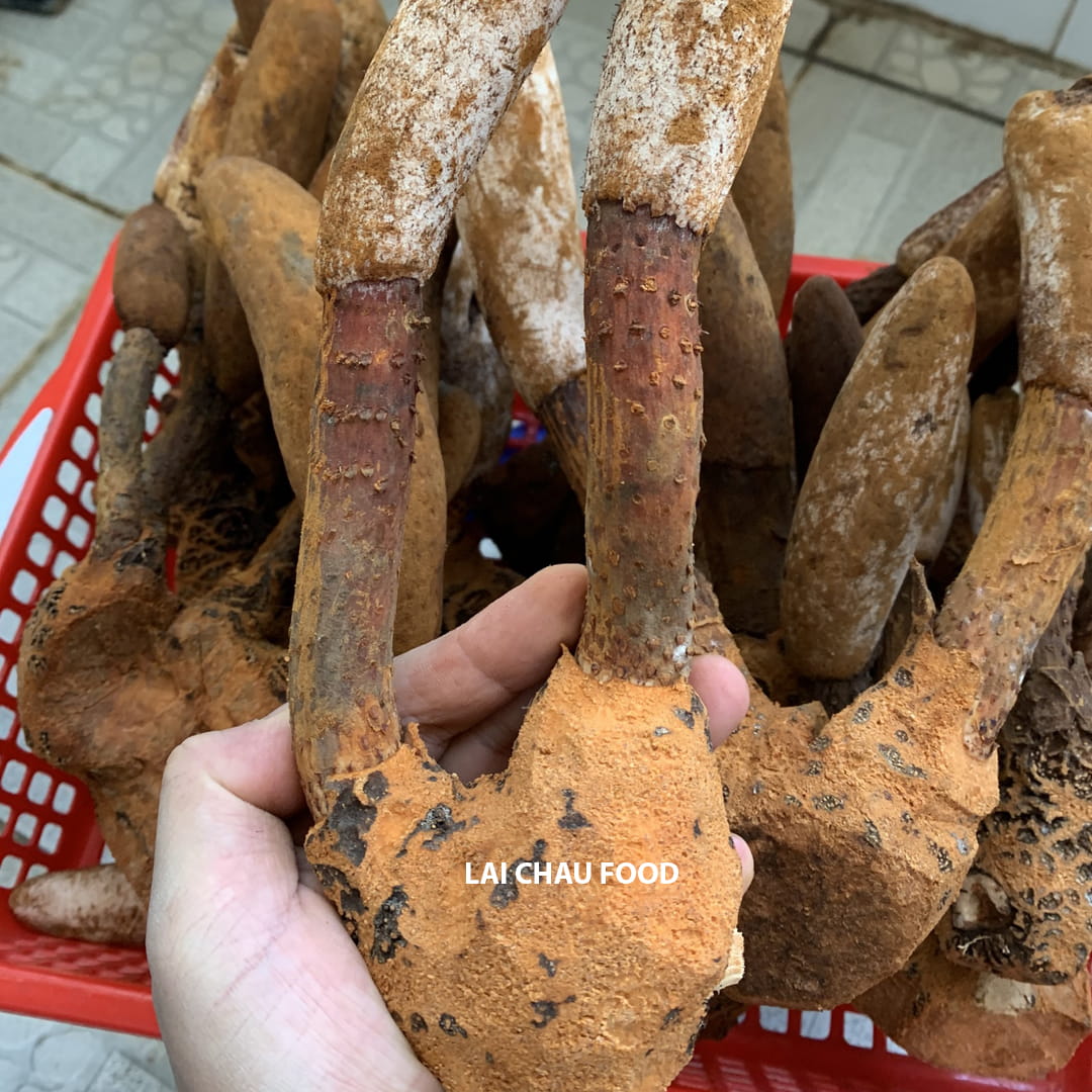 Nấm tích dương Lai Châu Tây Bắc