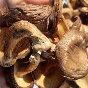 Nấm Hương Lai Châu Tây Bắc