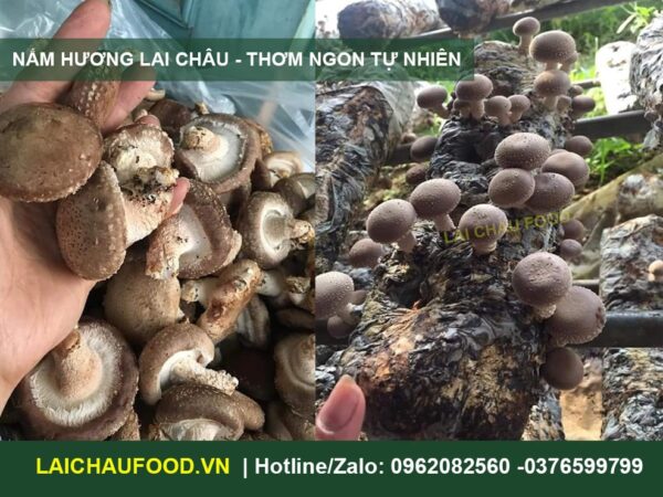 Nấm Hương Khô Lai Châu - Đặc Sản Từ Núi Rừng Tây Bắc