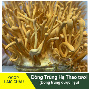 Đông trùng hạ thảo tươi