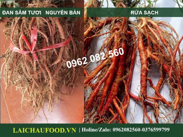 Đan Sâm Lai Châu - Đặc Sản Sâm Việt Nam