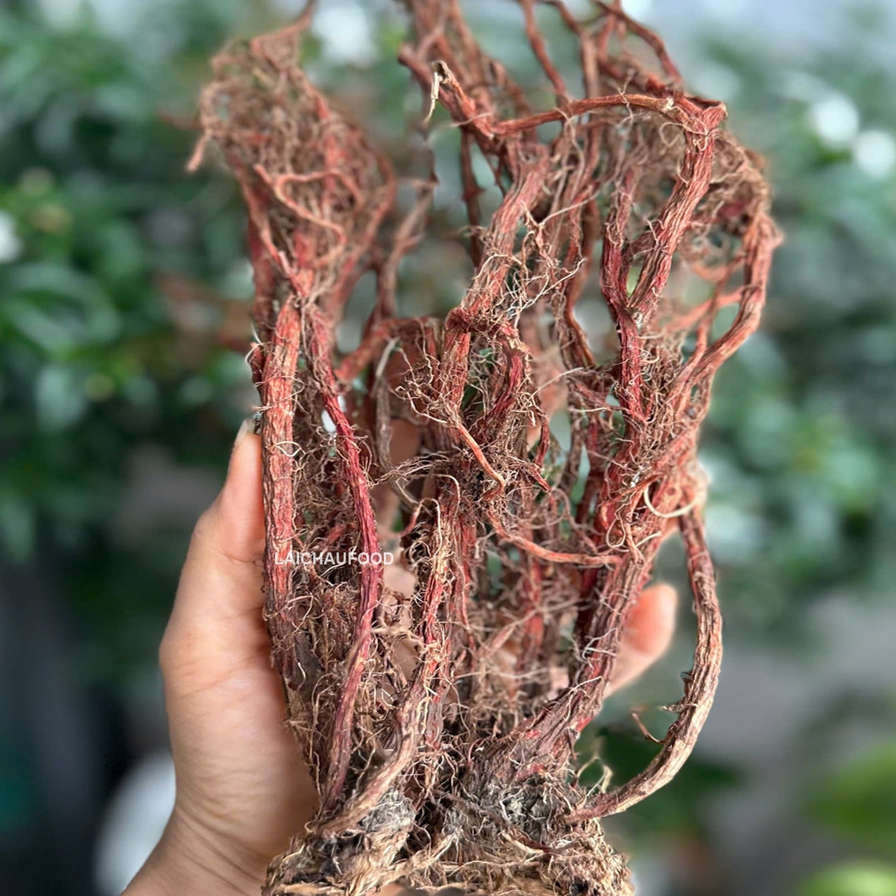 Đan sâm Lai Châu - Thảo mộc tựn nhiên