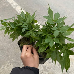 Cây giống sâm Lai Châu – Sâm quý Việt Nam