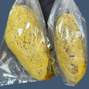 Tổ Ong Ruồi Rừng Lai Châu – Đặc Sản Tây Bắc
