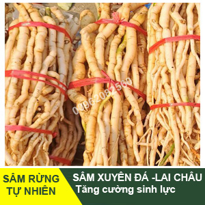 Sâm xuyên đá rừng Tây Bắc – Tăng Cường Sinh Lực