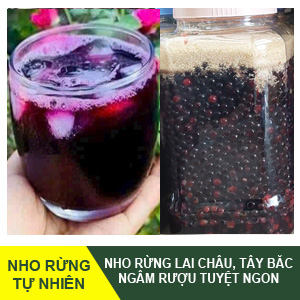 Nho Rừng Tây Bắc - Ngâm Rượu Tuyệt Ngon