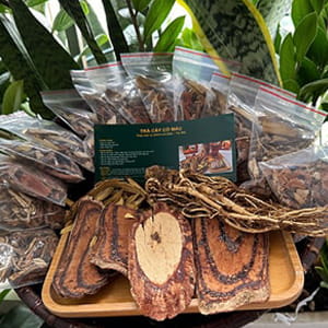 Set trà cỏ máu, đương quy, cam thảo