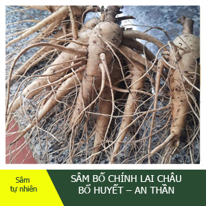 Sâm Bố Chính Tây Bắc - Bổ Huyết, An Thần