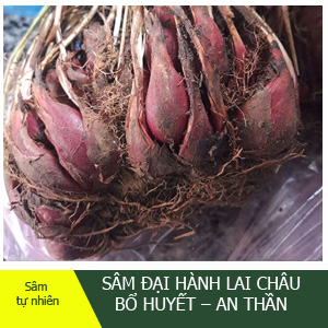 Sâm Đại Hành Tây Bắc – Bổ Huyết, Khỏe xương Khớp