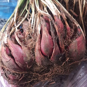 Sâm đại hành Tây Bắc – Bổ Khí, Hoạt Huyết