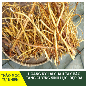 Hoàng Kỳ Tây Bắc – Thảo Mộc Tự Nhiên