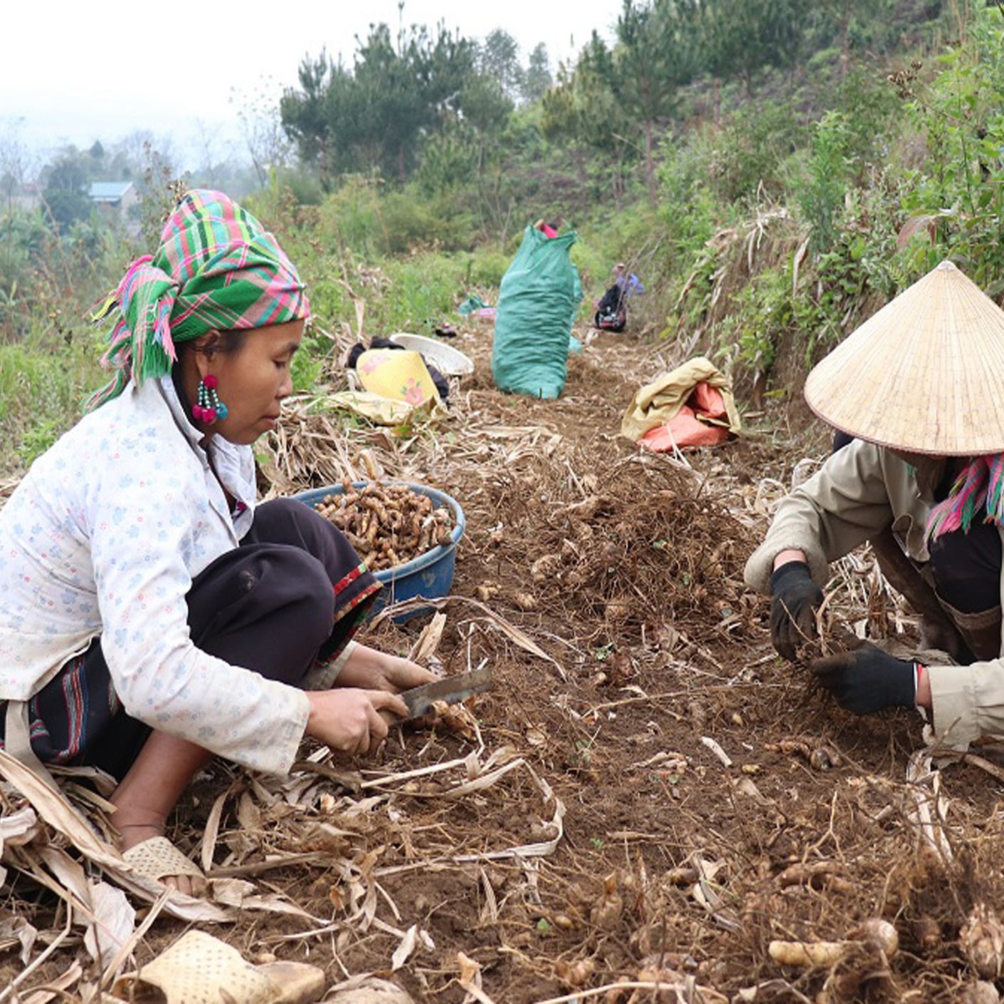 Nghệ đen Sìn Hồ Lai Châu