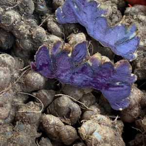 Củ nghệ đen Tây Bắc – Thảo mộc tự nhiên